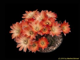 Rebutia pygmaea syn. gracilispina 751